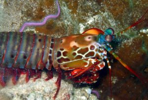 Mantis shrimp!