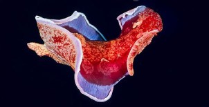 Spanish dancer. Source: oceanwideimages.com