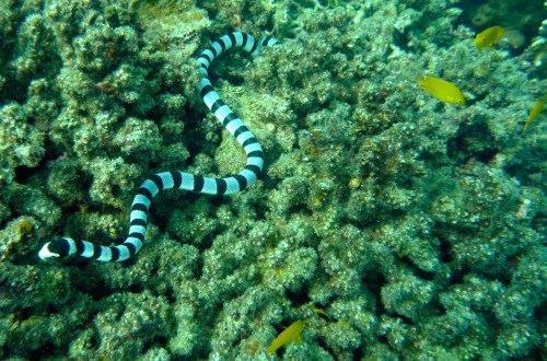 Banded sea krait. www.adamjadhav.com.
