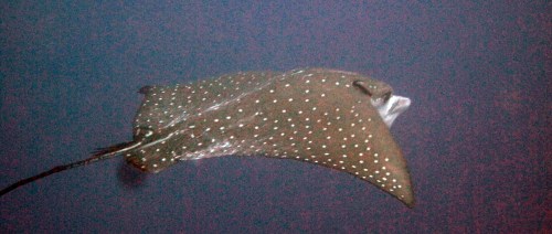 Chriswan got a close up of one in Derawan, East Kalimantan. 