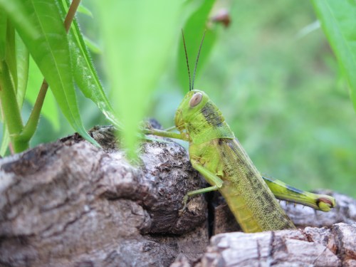 Sulawesi beasties abounded, and what fun it was to admire and examine them with my dear new ecologist friends!