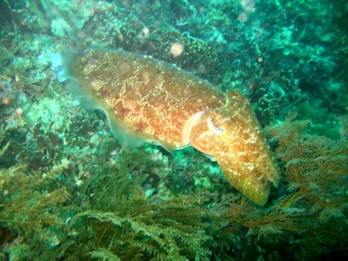 Chriswan snapped a giant cuttlefish in the Gilis.