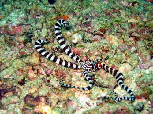 Chriswan snapped a wunderpus in the Gilis.