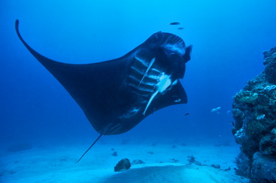 indopacificimages.com