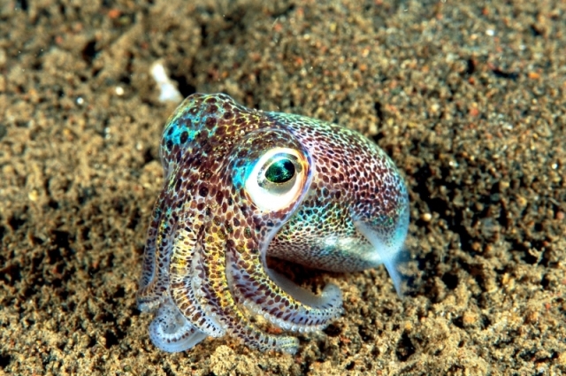 Does it get any cuter than a bobtail squid? otlibrary.com