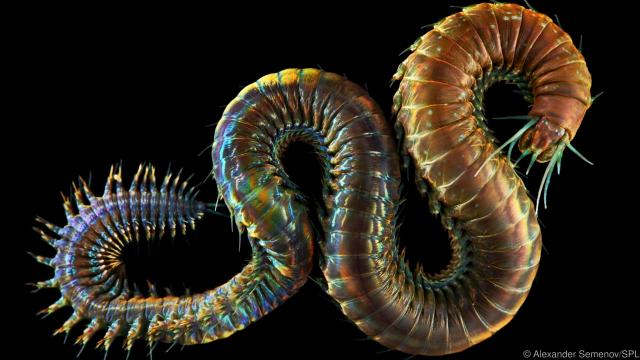 Ragworm (Nereis pelagica). This is a marine polychaete, a class of annelid (segmented) worms. Each segment has a pair of fleshy un-jointed limb-like appendages (parapodia) which aid in locomotion and act as external gills.